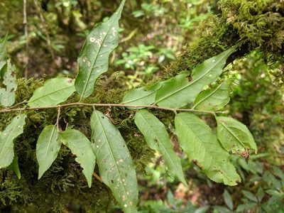 Camellia caudata, photographed by Cheng-Te Hsu