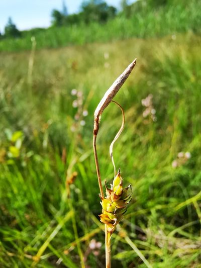 Carex hostiana, photographed by Sigitas Juzėnas
