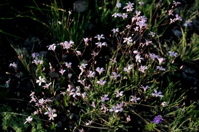 Gypsophila patrinii, photographed by Нурхайдарова Татьяна