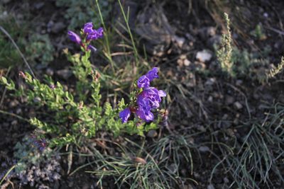 Dracocephalum peregrinum, photographed by Нурхайдарова Татьяна