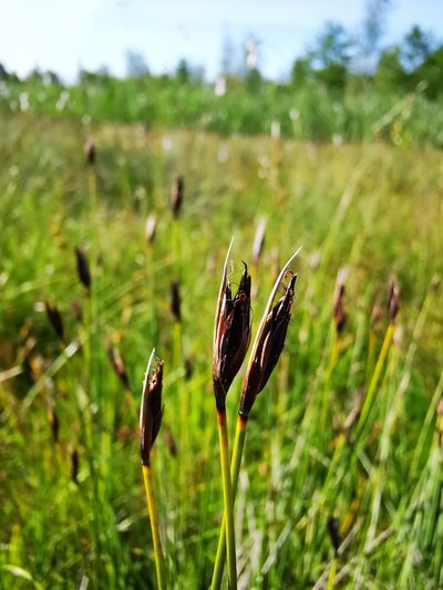 Schoenus ferrugineus, photographed by Sigitas Juzėnas