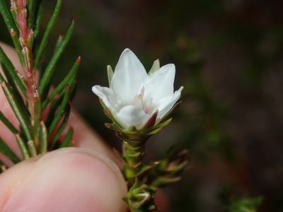 Sprengelia sprengelioides, photographed by Thomas Mesaglio