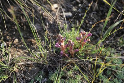 Orobanche caesia, photographed by Нурхайдарова Татьяна