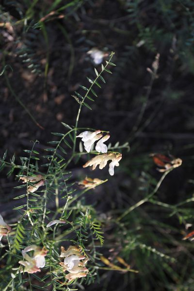Vicia costata, photographed by Нурхайдарова Татьяна