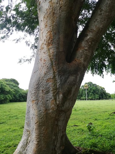 Pseudalbizzia niopoides, photographed by Carlos Bolaños