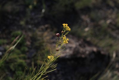 Sisymbrium polymorphum, photographed by Нурхайдарова Татьяна