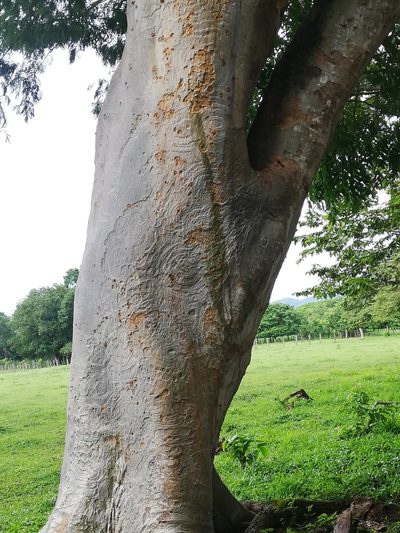 Pseudalbizzia niopoides, photographed by Carlos Bolaños