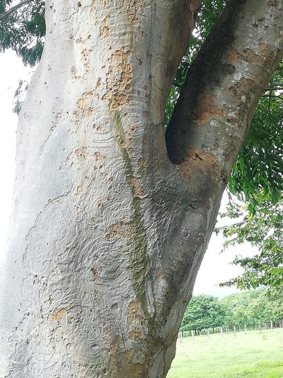 Pseudalbizzia niopoides, photographed by Carlos Bolaños