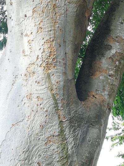 Pseudalbizzia niopoides, photographed by Carlos Bolaños
