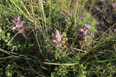 Orobanche caesia, photographed by Нурхайдарова Татьяна