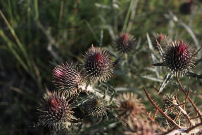 Ancathia igniaria, photographed by Нурхайдарова Татьяна