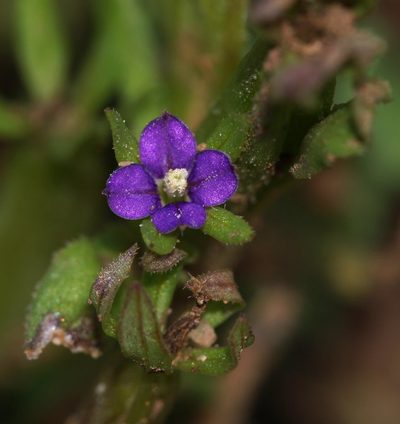 Legousia hybrida, photographed by portioid