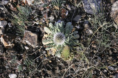 Echinops humilis, photographed by Нурхайдарова Татьяна