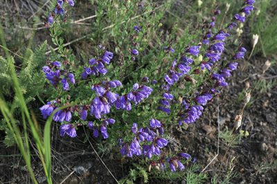 Dracocephalum peregrinum, photographed by Нурхайдарова Татьяна