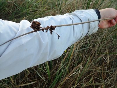 Juncus edgariae, photographed by Arnim Littek