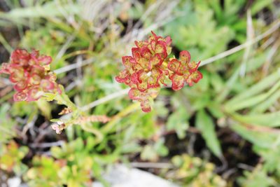 Patrinia sibirica, photographed by Нурхайдарова Татьяна