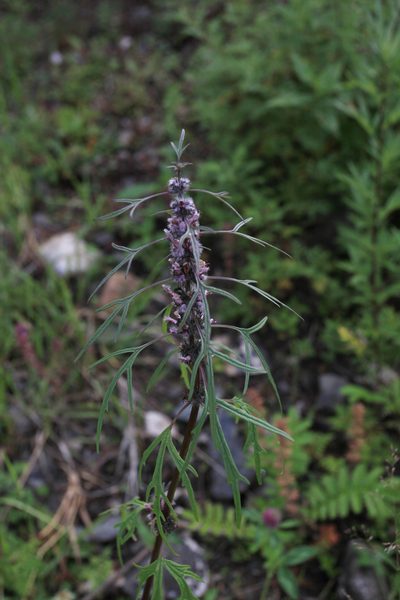Leonurus tataricus, photographed by Нурхайдарова Татьяна