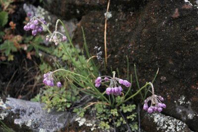 Allium rubens, photographed by Нурхайдарова Татьяна
