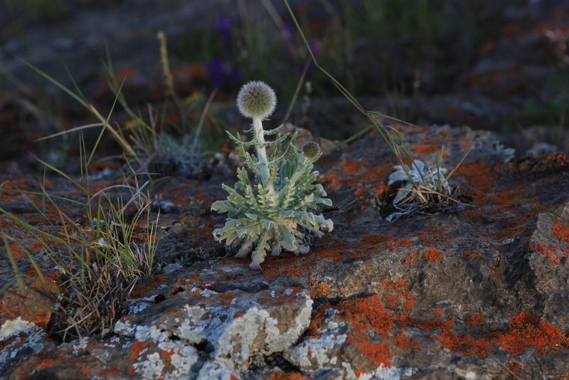 Echinops humilis, photographed by Нурхайдарова Татьяна