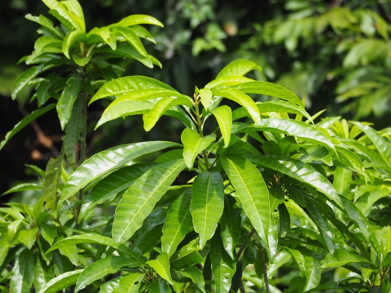 Lucuma campechiana, photographed by 葉子