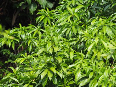 Lucuma campechiana, photographed by 葉子