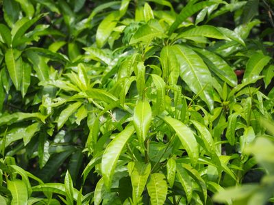 Lucuma campechiana, photographed by 葉子