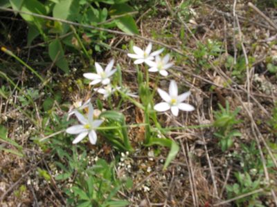 Ornithogalum montanum, photographed by Andre Hosper