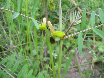 Vicia melanops, photographed by Andre Hosper