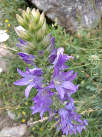 Campanula spicata, photographed by Ben Costamagna