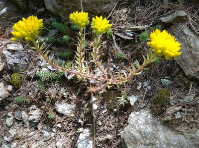 Petrosedum montanum, photographed by Ben Costamagna