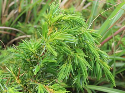 Juniperus formosana, photographed by chiuluan