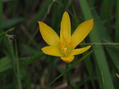 Zephyranthes citrina, photographed by 葉子