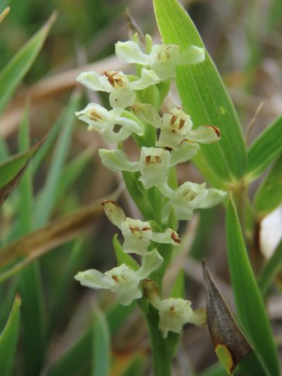 Platanthera brevicalcarata, photographed by chiuluan