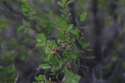 Lonicera microphylla, photographed by Нурхайдарова Татьяна