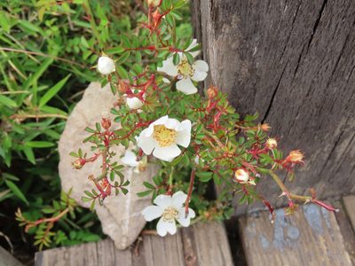 Rosa transmorrisonensis, photographed by chiuluan