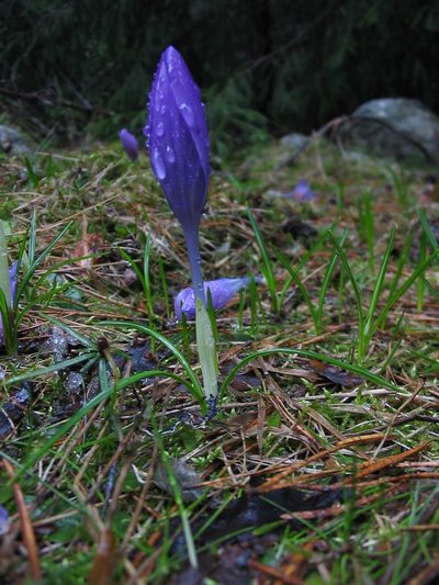 Crocus veluchensis, photographed by Andre Hosper