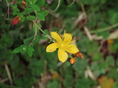 Hypericum nagasawae, photographed by chiuluan