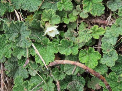 Rubus rolfei, photographed by chiuluan