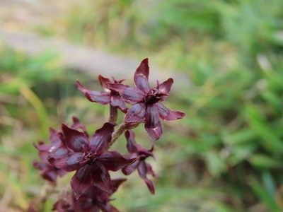Veratrum formosanum, photographed by chiuluan