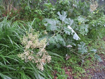 Macleaya cordata, photographed by Marco Mussita