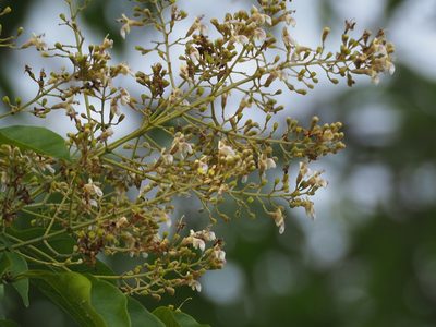 Vitex quinata, photographed by 葉子