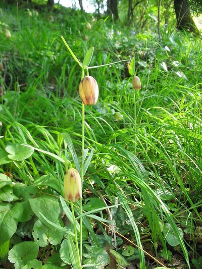 Fritillaria gussichiae, photographed by Andre Hosper