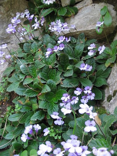 Haberlea rhodopensis, photographed by Andre Hosper