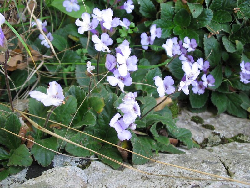 Haberlea rhodopensis, photographed by Andre Hosper