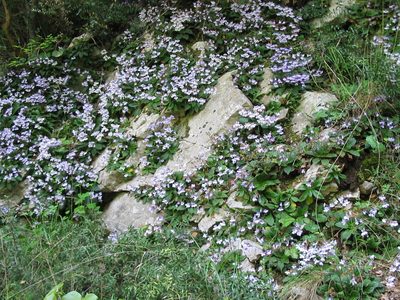 Haberlea rhodopensis, photographed by Andre Hosper
