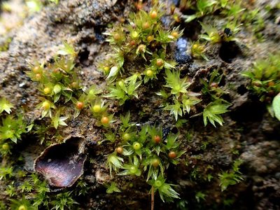 Physcomitrium patens, photographed by George Greiff
