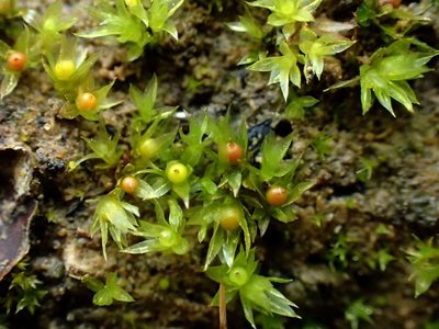 Physcomitrium patens, photographed by George Greiff