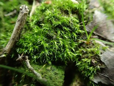 Rhizogemma staphylina, photographed by George Greiff