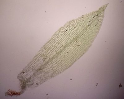 Physcomitrium patens, photographed by George Greiff