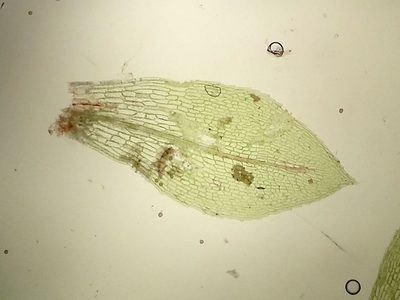 Physcomitrium patens, photographed by George Greiff